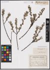 Foto von Salix aurita L.